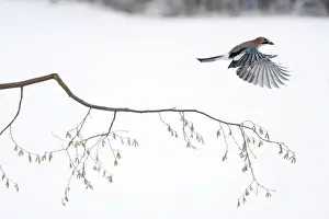 Jays Prints: jay - in flight over hazelnut branch, Lower Saxony, Germany