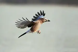 Corvid Prints: Jay - in flight, Lower Saxony, Germany