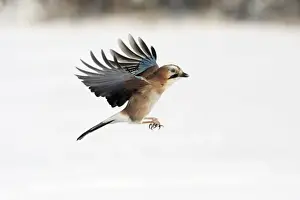 Jays Prints: jay - in flight, winter, Lower Saxony, Germany