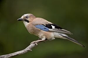 Images Dated 20th May 2010: Jay