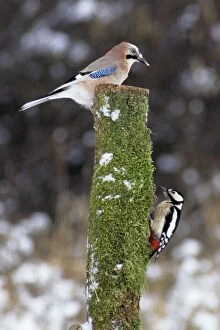 Images Dated 24th February 2009: Jay and Great Spotted Woodpecker (Dendrocopos major) on tree stem, Lower Saxony, Germany