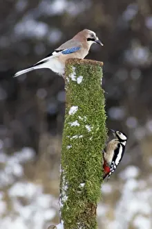 Jays Prints: Jay and Great Spotted Woodpecker (Dendrocopos major) on tree stem, Lower Saxony, Germany