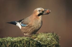 Images Dated 21st June 2005: Jay - with hazel nut in beak