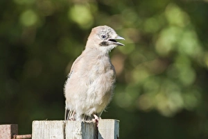 Images Dated 10th August 2007: Jay - Juvenile perched on tree stump Norfolk UK