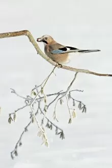 Images Dated 6th January 2009: jay - perched on frost covered hazelnut branch, Lower Saxony, Germany