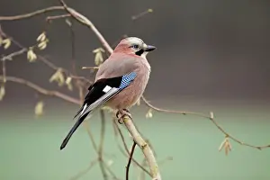 Jay - perched on hazel bush branch, Lower Saxony, Germany