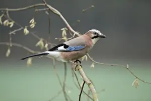 Jay - perched on hazel bush branch, Lower Saxony, Germany