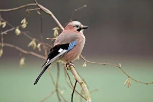 Images Dated 10th December 2008: Jay - perched on hazel bush branch, Lower Saxony, Germany