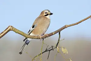 Jays Prints: jay - perched in hazelnut branch, Lower Saxony, Germany