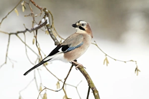 Jay - perched in hazelnut bush, winter