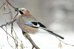 Jay