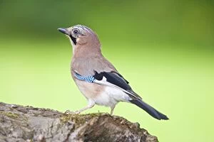 Jay - Perched on Log
