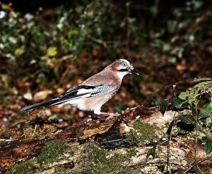 Jays Gallery: Jay - Perched on rotting tree trunk