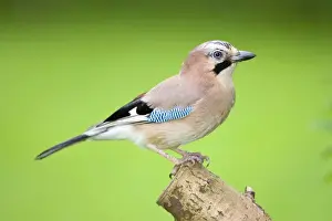 Jays Prints: Jay perched on tree stump Norfolk UK