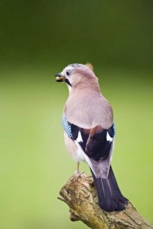 Images Dated 21st June 2007: Jay perched on tree stump Norfolk UK