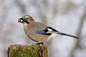 Images Dated 26th January 2005: Jay - On post, with food in beak