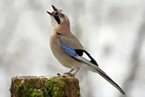Jays Prints: Jay - On post with food in mouth