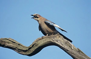 Images Dated 21st June 2005: Jay - sounding alarm