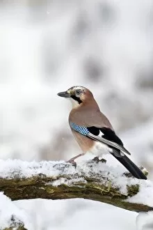 Jay - standing on old branch in winter snow - December