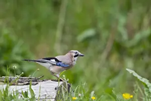 Jays Prints: Jay - on tree stump - Bedfordshire UK 10694