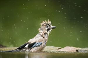 Images Dated 20th May 2010: Jay - washing in forest pool