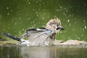 Jays Prints: Jay - washing in forest pool Garrulus glandarius Hungary BI19681