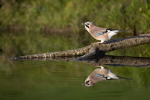 Jays Gallery: Jay - at Water with Reflection - Cornwall - UK