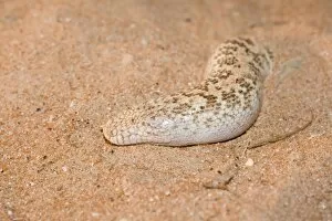 Images Dated 27th March 2010: Jayakar's Sand Boa / Arabian Sand Boa - partially buried in sand
