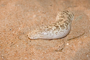 Images Dated 27th March 2010: Jayakar's Sand Boa / Arabian Sand Boa - partially buried in sand