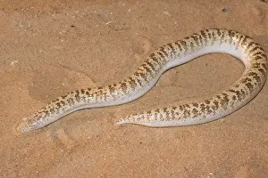 Middle East Prints: Jayakar's Sand Boa / Arabian Sand Boa - partially buried in sand - Abu Dhabi - United Arab Emirates