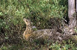 JB-300 Capercaillie - female sits in plants