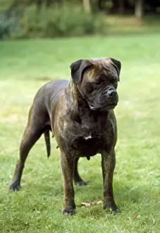 Bullmastiffs Prints: JD-1101