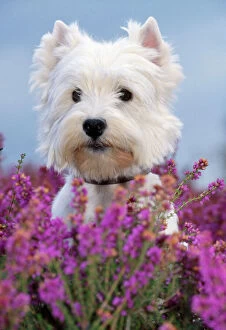 JD-11353 West highland white terrier DOG in heather flowers