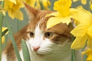 JD-11631 Cat - in daffodils