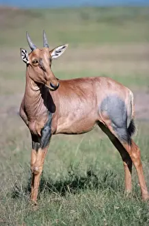 Topi