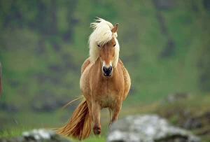 Jd-11832 Icelandic Horse - Stands Face On