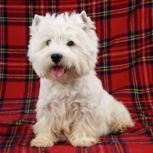 JD-12435E West Highland White Terrier Dog - on tartan rug