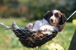 JD-12460E DOG - Border Collie Puppy - Lying in hammock