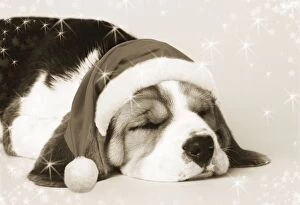 JD-12516E-C-M Beagle Dog - puppy asleep wearing a Christmas hat