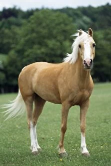 JD-12681 Horse - Palomino Pony in field