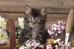 JD-13197E Cat - kitten in trug with flowers