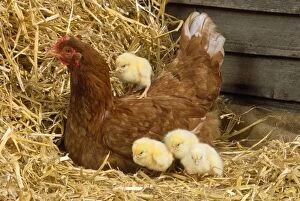 JD-13273 CHICKEN - with 4 chicks - 1 on back