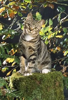 Jd-13828 Tabby Cat - in Autumn Setting
