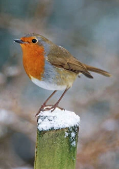 Garden Birds Collection: Robin
