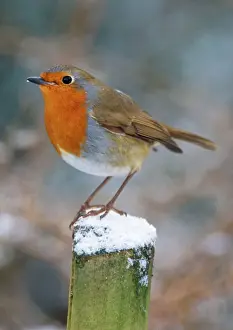 Post Prints: Robin