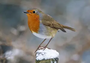 Robin