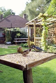 JD-14064-C Bird Table - with birds feeding, Greenfinch, Goldfinch & Great Tit