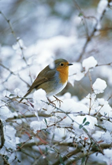 Images Dated 5th July 2004: Robin