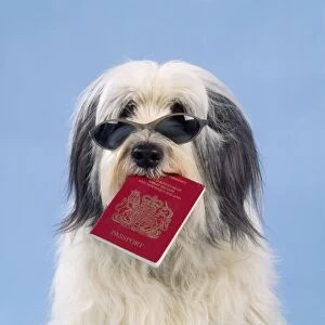 Jd-15578 Dog - Sunglasses & Passport