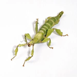 JD-15640 Giant Prickly Stick Insect